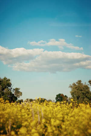 Field with tall yellow flowers and grass and bright blue skyの写真素材