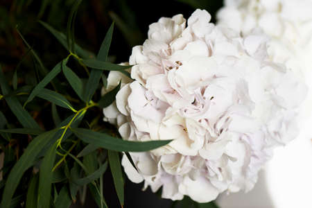 hydrangea bush with one bunch of white flowers and big green leaves for a natural backgroundの写真素材