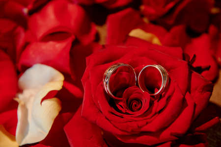 Wedding rings of the bride and groom are in the Bud of a red roseの写真素材