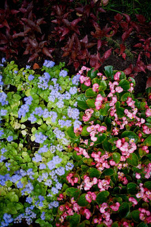 The texture of groundcover plants and flowers. Blue and pink flowers and green leavesの写真素材