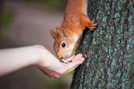 Little squirrel eating out of your hand seeds. Closeの写真素材