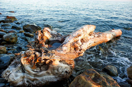 The snag lies in the water. In the sea. Closeの写真素材