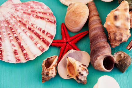 Seashells on wooden turquoise background. Close. Holiday and vacation