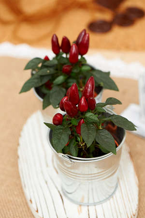 Decorative peppers for bouquets and arrangements in a small iron bucket. Floral
