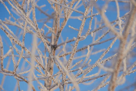 Branches covered with frost against bright blue sky. A cold winter day