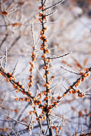 Sea buckthorn berry is covered with snow and hoar frost in a frost .Food for the birds.の写真素材