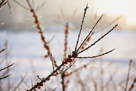 Sea buckthorn berry is covered with snow and hoar frost in a frost .Food for the birds.の写真素材