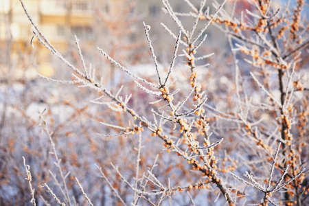 Sea buckthorn berry is covered with snow and hoar frost in a frost .Food for the birds.の写真素材