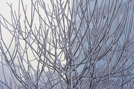 Branches in frost in a cold cold winter day. Feeling coldの写真素材