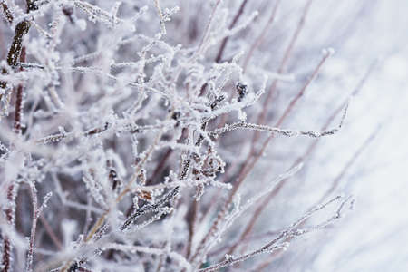 Branches in frost in a cold cold winter day. Feeling coldの写真素材