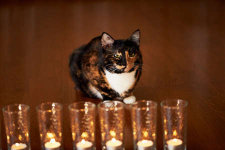 The cat with half black face, half red, sits and stares at the burning candles. Yin Yangの写真素材