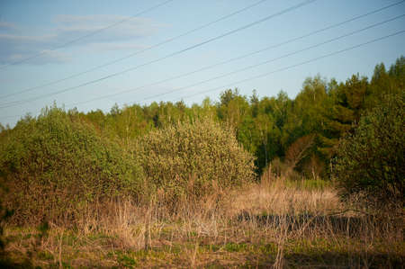 sprout of spruce in the autumn field. forest and steppe in natureの写真素材