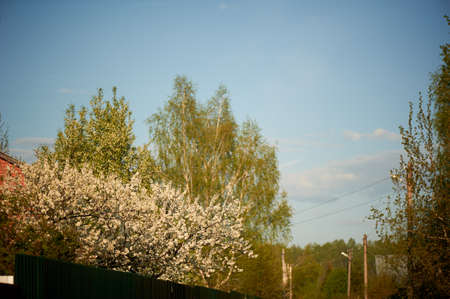 Cherry blossoms over the brown fence. Botanicalの写真素材