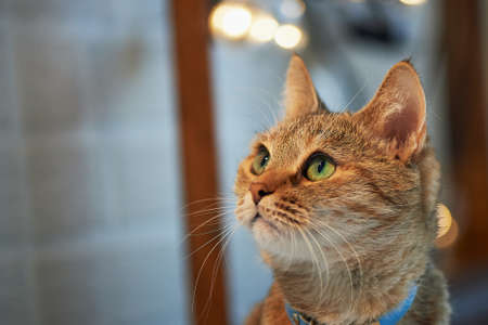 Domestic cat with green eyes at home,の写真素材