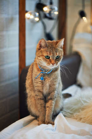 Domestic cat with green eyes at home,の写真素材