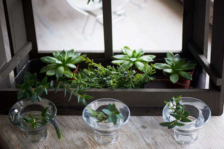Composition with succulently, greens. Beautiful glass candle holders. a minimalist composition. A sense of simplicity and freshness. Tree white-gamma greenの写真素材