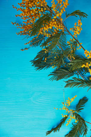 Mimosa, a symbol of womens day and the awakening of spring. On turquoise