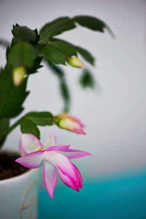 The cactus Decembrist, the first spring bloom. Pink flowering light pot on backgroundの写真素材