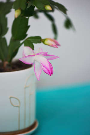 The cactus Decembrist, the first spring bloom. Pink flowering light pot on background