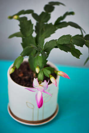 The cactus Decembrist, the first spring bloom. Pink flowering light pot on background