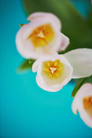 Bright tulips with yellow stamens , close turquoise background.の写真素材