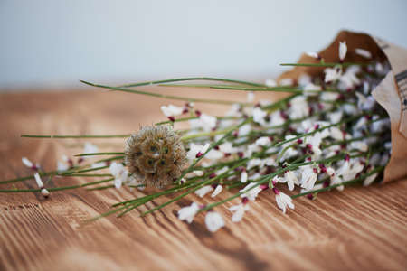 Scabious in the form of spines. Macro photography on a neutral light background.の写真素材