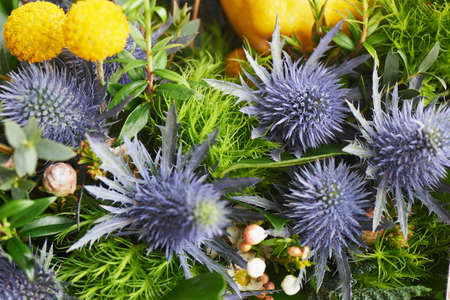 Blue thorn Eryngium Alpi in nature. Textureの写真素材