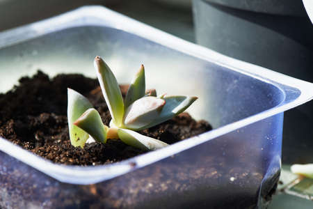 The young seedling Sedum, breeding children.Spring preparation for the summer season. Gardeningの写真素材