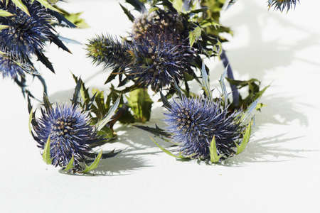 Blue thorn Eryngium Alpi in nature. Textureの写真素材