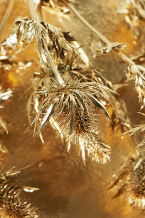 Thorn eryngium , painted with gold paint. Gold, beauty, luxury. Wealth is pricked, the dangers of luxuryの写真素材