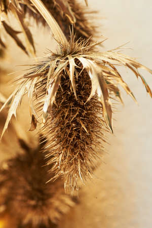 Thorn eryngium , painted with gold paint. Gold, beauty, luxury. Wealth is pricked, the dangers of luxuryの写真素材