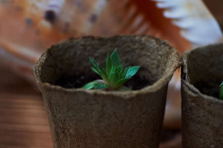 The texture is different succulents on the background of burlap. Closeの写真素材