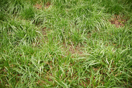 Texture green young natural grass. Long beamsの写真素材