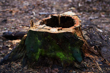 Stump with a hole , rotten, standing in a Park or in a forest with pine trees