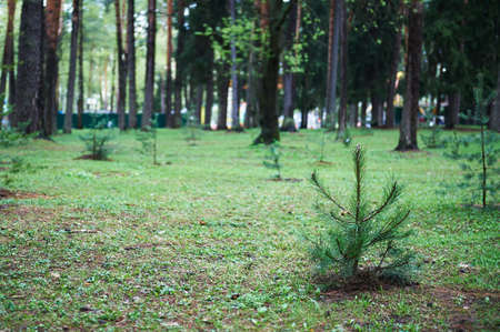 Small young green spruce pine tree plant needle stump forest woods moss background.の写真素材