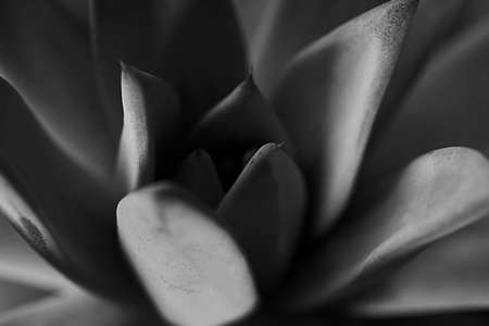 Texture or background, very colorful succulents in macro photography ,black and white imageの写真素材