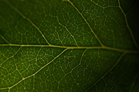 microsurgeries texture of a green leaf of lilac. soft focus .Close