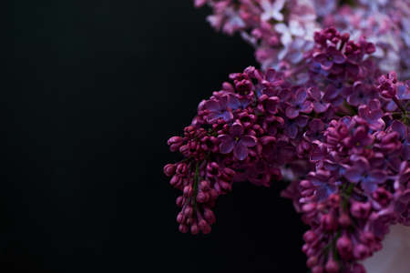 Branch of lilac on a dark background.The magical fragrance of a flowering treeの写真素材
