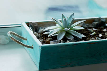 succulent , planted in a wooden box, with the addition of stonesの写真素材