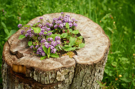 groundcover purple planted in a tree stump. The flower bed at the cottageの写真素材