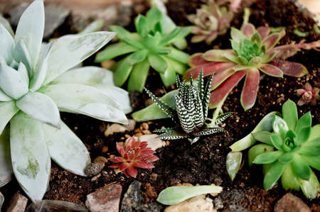 succulent , planted in a wooden box, with the addition of stonesの写真素材