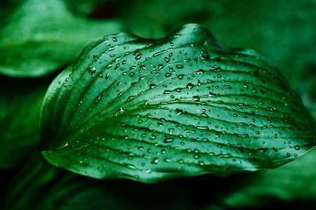 Lush green leaves after rain or dew. The texture is closeの写真素材