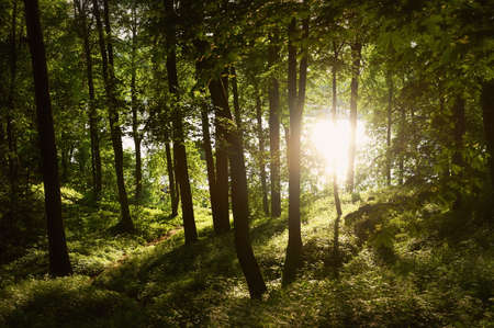 Sunset forest sun rays penetrate the tops of the trees. A warm summer sunset. The beauty of natureの写真素材