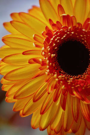 Gerbera orange close up. The freshness of the flower in floristryの写真素材