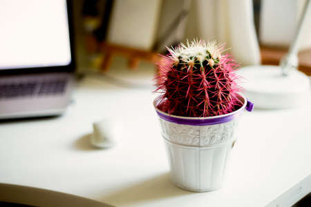 Pink cactus in the white pot. On the desktop. House plantの写真素材
