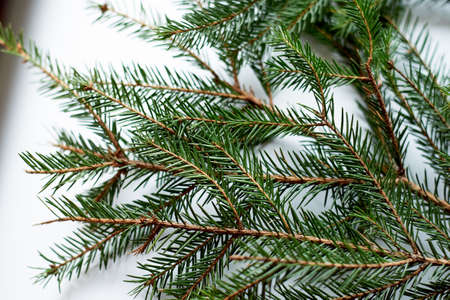 Fresh green spruce branches on a white background. Under the inscription