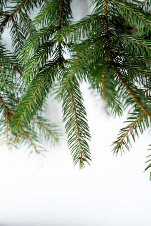 Fresh green spruce branches on a white background. Under the inscription