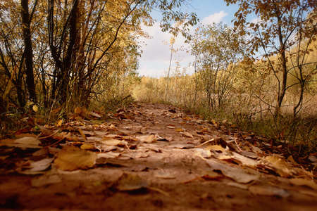Autumn path yellow leaves. Nature walks. Trekkingの写真素材