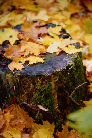A tree stump covered with moss lichen in the fall leaves. The change of seasons. Autumnの写真素材