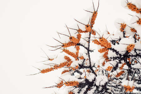 Of sea buckthorn berries on a branch under a snow hat. Winter food for birdsの写真素材